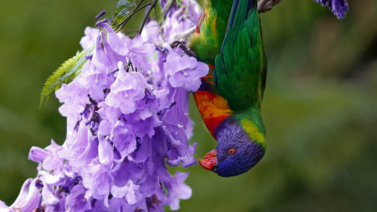 Why Does Bird Poop Turn Purple?