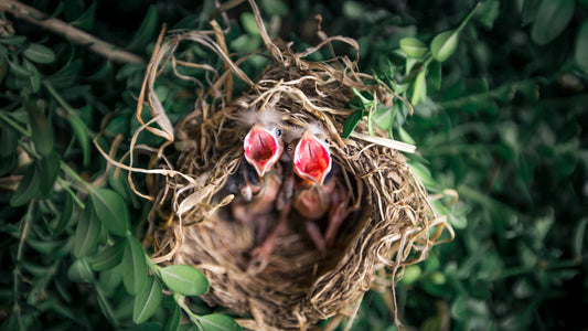 Understanding the Habitat and Distribution of House Finches