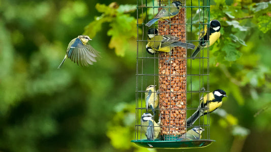 Tips for Regularly Checking and Changing Bird Food