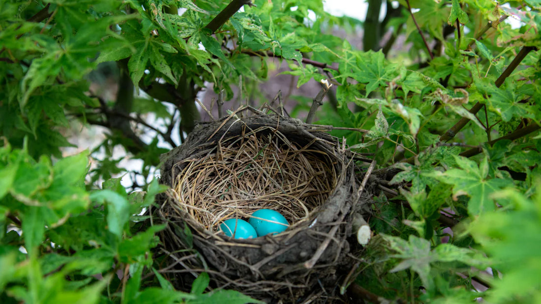 World Architecture Day: Honoring Avian Builders