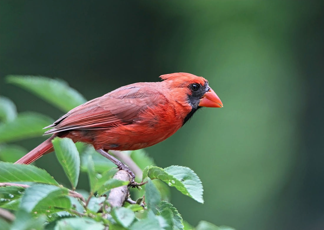 Discover Common Birds in Your American Backyard