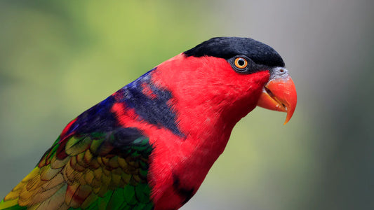 Unveiling the Diversity of Crested Woodland Birds