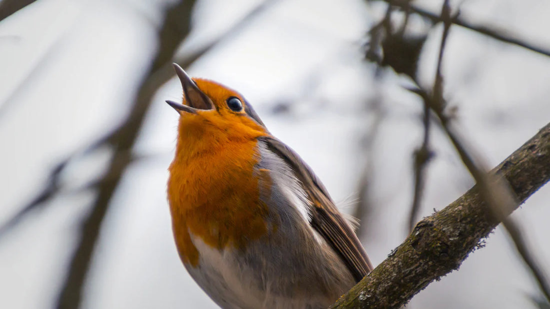 Essential Tips for Your First Audubon Christmas Bird Count