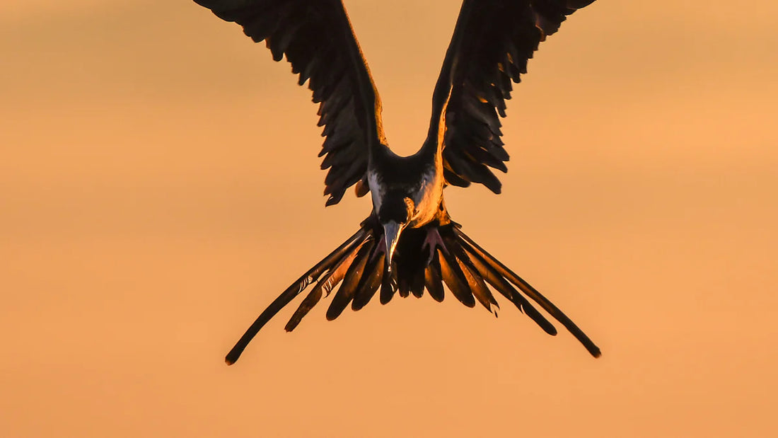 Understanding How Bird Wings Fold for Flight