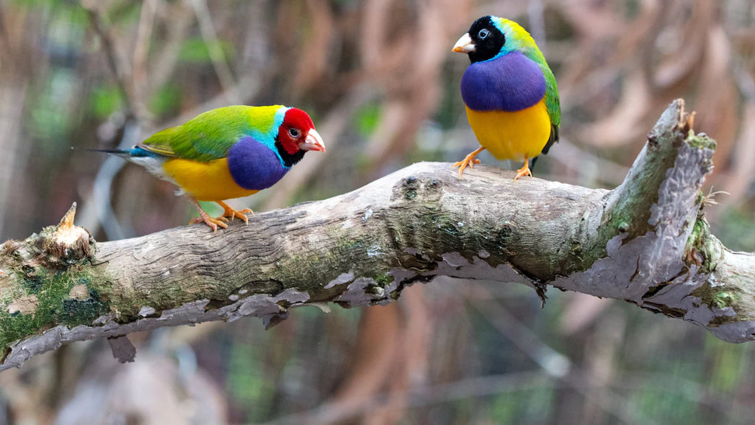 Feeding Birds in Your Backyard: A Beginner's Guide