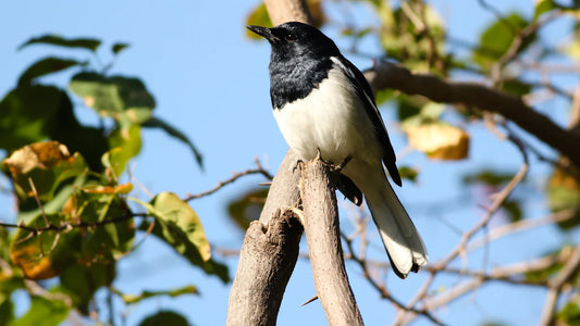 Top Birdwatching Spots in Hancock County