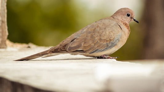 10 Fascinating Facts About Mourning Doves