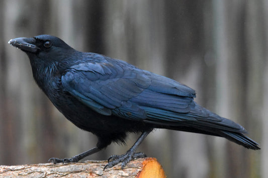 Why Are American Crows So Intelligent?