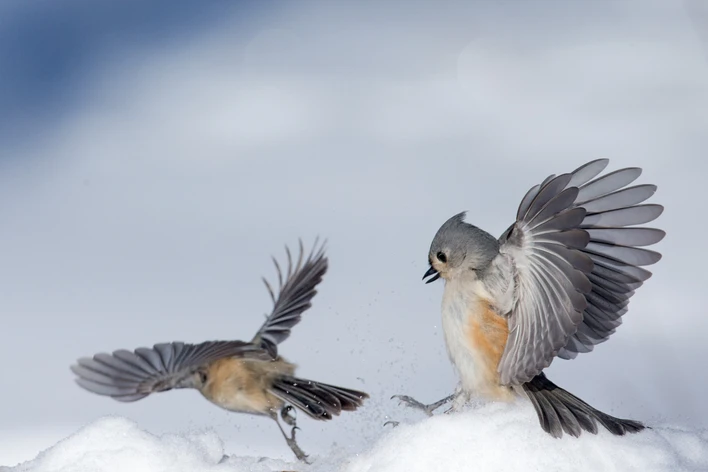 How to Attract Tufted Titmice to Your Backyard