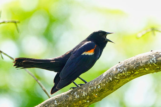 Smart Tricks to Handle Red-winged Blackbird Conflicts