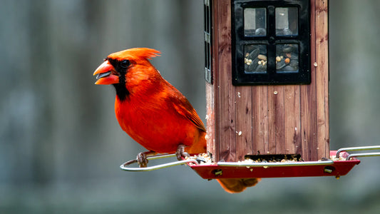 Easy Ways to Protect Birds at Home