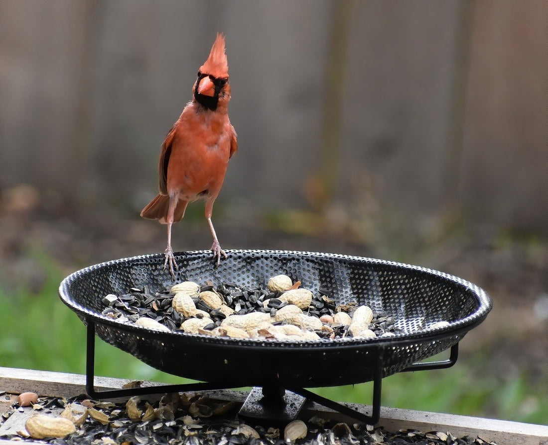 What do birds eat, including how to feed birds and birdseed