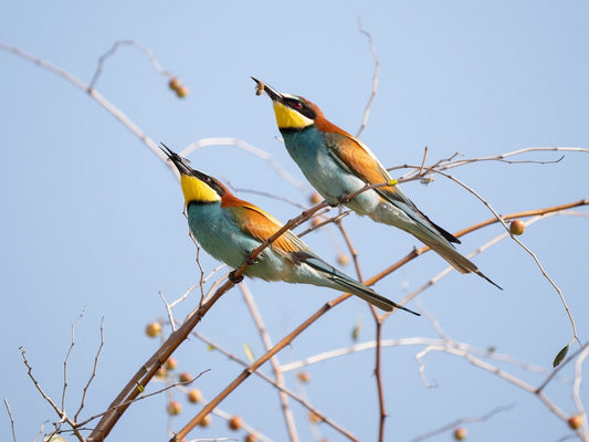 Where Do Birds Thrive in Nature?