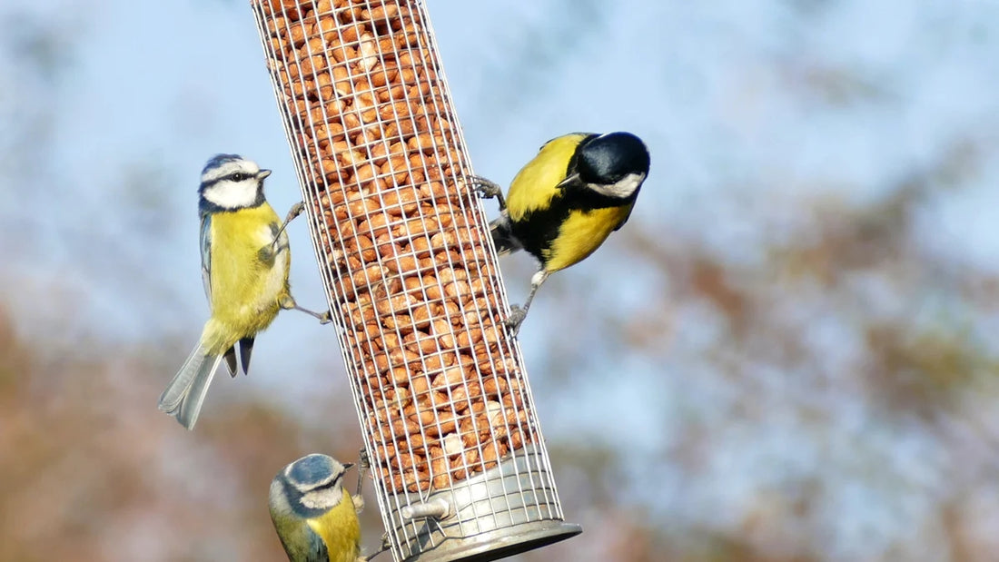 Are Bird Feeders Bad?