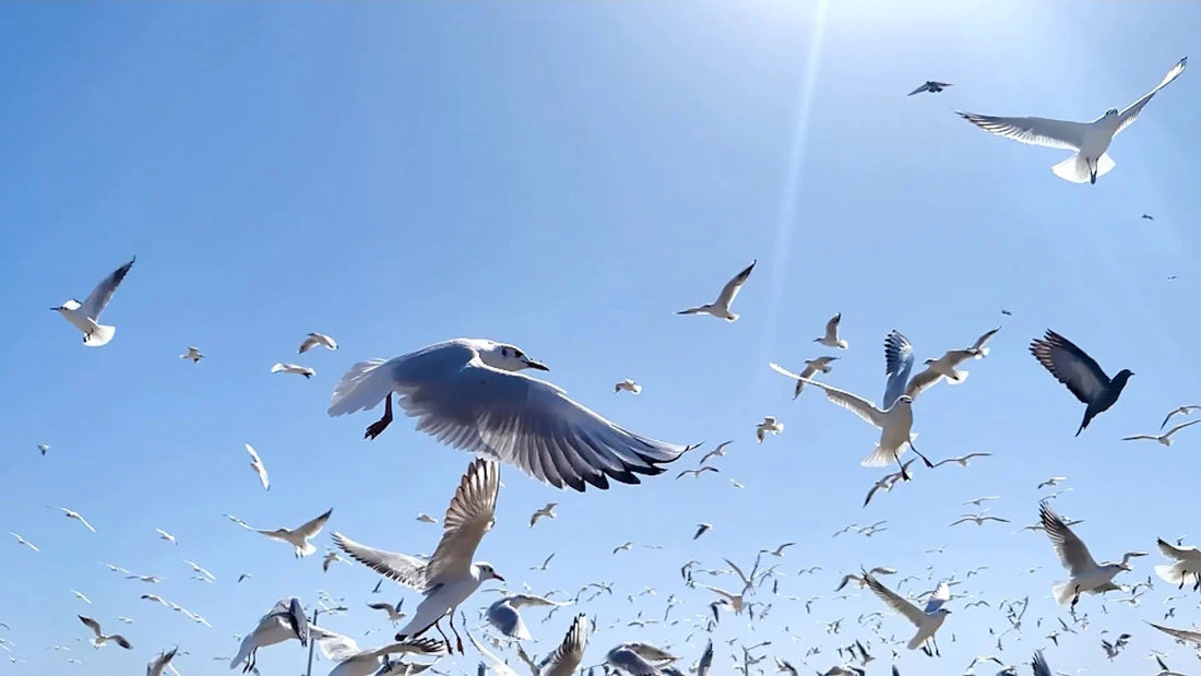 Understanding How Birds Can Fly