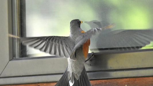 How to Prevent Birds from Hitting Your Windows