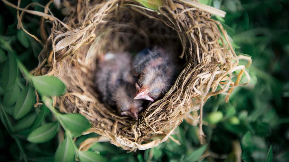 Where Do Different Birds Sleep at Night?