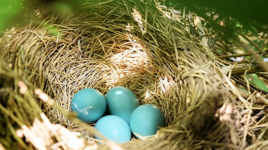 What Bird Lays Blue Eggs