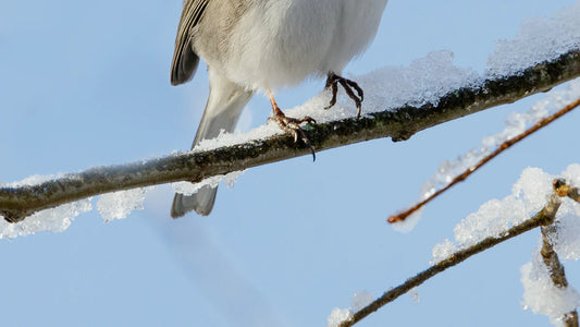 Understanding the Dark-eyed Junco