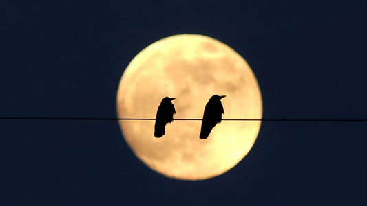 Why Birds Chirp at Night: Scientific and Spiritual Insights