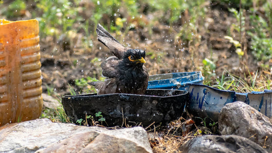 Where Bird Find Water and How to Help