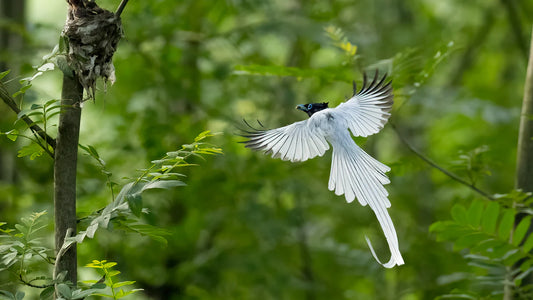 Explore the Best Bird Quizzes for Every Birder