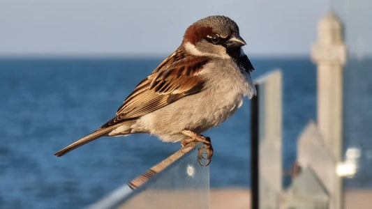 Fun and Fascinating Facts About House Sparrows