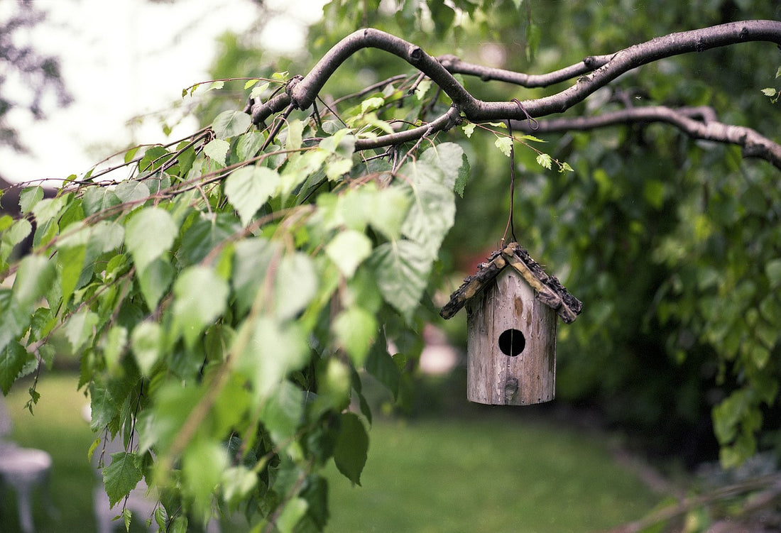 10 Tips to Attract Birds to Your Feeder