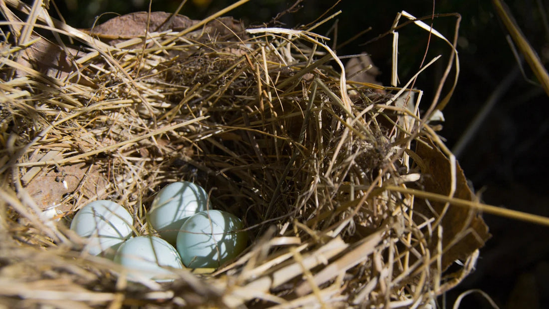 How Do Bird Eggs Hatch? A Step-by-Step Guide