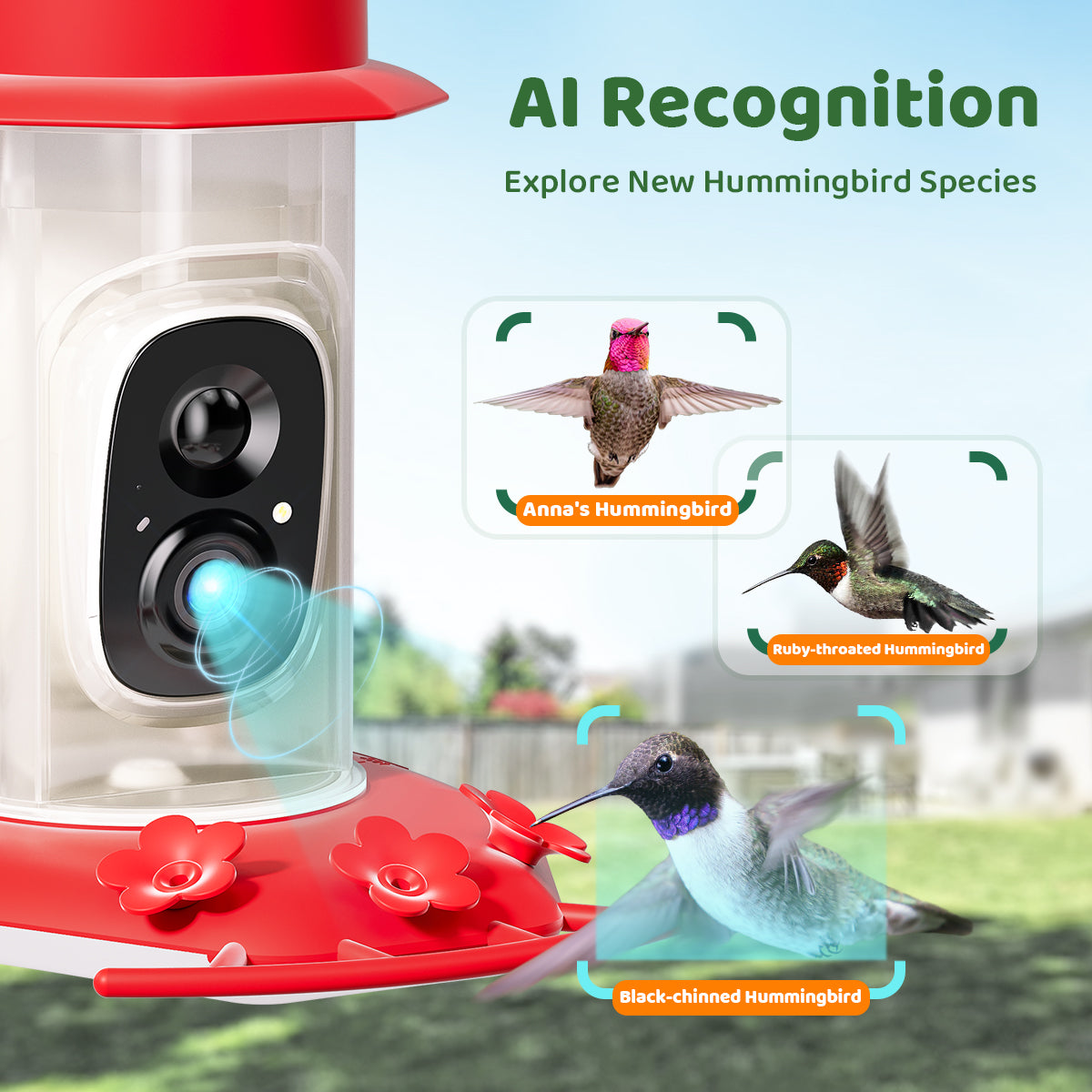 Humming Bird Feeder with Camera